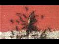 Ants Attacking Termite