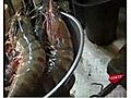 กุ้งลายเสือ สี่ตัว 1200 ที่ตลาดหัวหิน Hua Hin Night Mar...