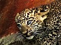 Abandoned Leopard Cubs Found In Well