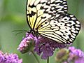 Butterfly Jungle 2011