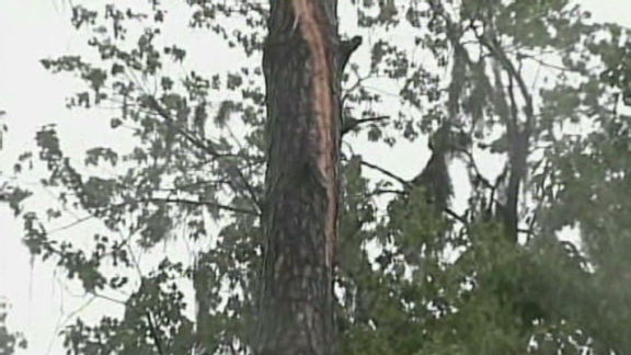 Lightning strikes tree at Caylee memorial