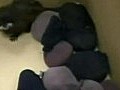 墨西哥漢身上帶著18隻伶猴走私被捕