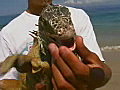 Royalty Free Stock Video SD Footage Zoom Into a Large Iguana in Puerto Vallarta,  Mexico