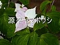 鎌倉&#12290;円覚寺の花