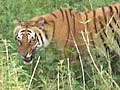 Top tiger conservationists get together to save the tiger