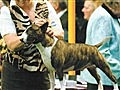 Westminster Kennel Club Dog Show - The Arrival