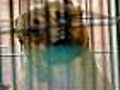 First Person: Inside St. Louis Pit Bull Shelter