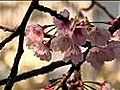 Cherry Blossoms Bloom as Japan Grieves