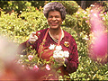 Maya Angelou - Light Gardening