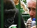 Gorilla shacks up with Zoo manager