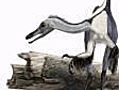 China finds bird-linked dinosaur