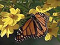 Feeling the Heat with Jeff Corwin – Monarch Butterflies