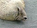 Sleeping Seal Snores
