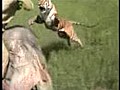 Tiger&#039;s attack