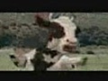 The Matrix, wonder Cow