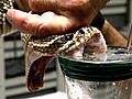 Swamp Brothers: Milking Rattler Venom