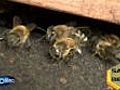 Skurriles Bienenwissen