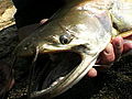 River Monsters: A Snake-Like Catfish
