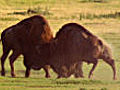 Battling bison
