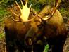 &#039;The rut&#039; means moose mating season