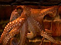 Psychic octopus Paul declared 