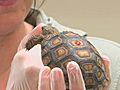 Desert Tortoise Conservation