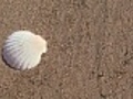 Seashell on beach - HD