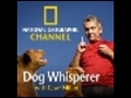 Dog Whisperer: Chip, Lucy, Hank &amp; Betty, and Leo