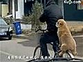 Even gaan fietsen met je hond