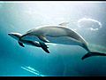 Wow! Chicago aquarium has a new resident a bouncing baby dolphin [VDEO]