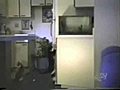 有趣的動物Funny animals