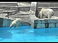 慌てて階段を駆け上がるホッキョクグマ〜Polar Bear takes a plunge into a pool