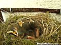 Chicks Wait For Food