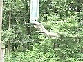 Spinning Squirrel