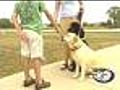 Healthy Pets: Dogs Bite For Many Reasons