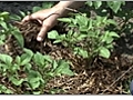 Using Mulch in Your Vegetable Garden