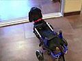 Wheelchair-Bound Dog Up For Adoption