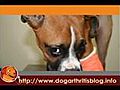 Elbow Dysplasia & Dog Arthritis,  An Overview