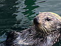Animals: Sea Otter Poop May Help Save Species