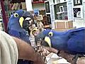 Hyacinth Macaws Birds for Sale Golden Cockatoo Exotic Birds