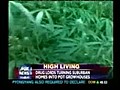 Fox News Gets Reefer Madness Over So-Called Killer Marijuana