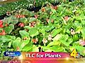 Treat Your Plants With TLC