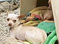 Pit Boss: Chihuahuas as Bait