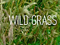 Wild Grass