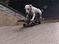 EXTREME PETE DOG TRAIN YOUR DOG TO DO THIS