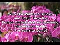 Orchid Information