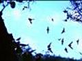 Selman Bat Cave Tours