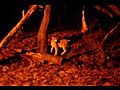 Luchs bei Nacht