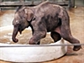 Elephant’s first bath