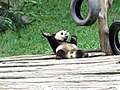 Panda bailando